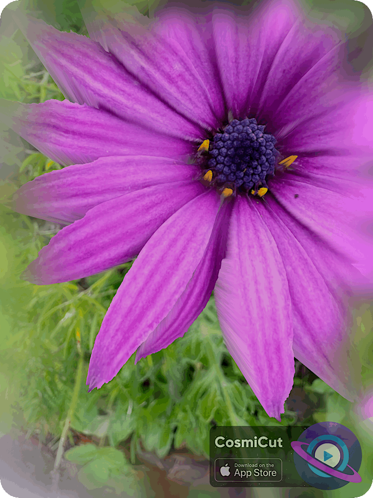 Spatial preview animation 1